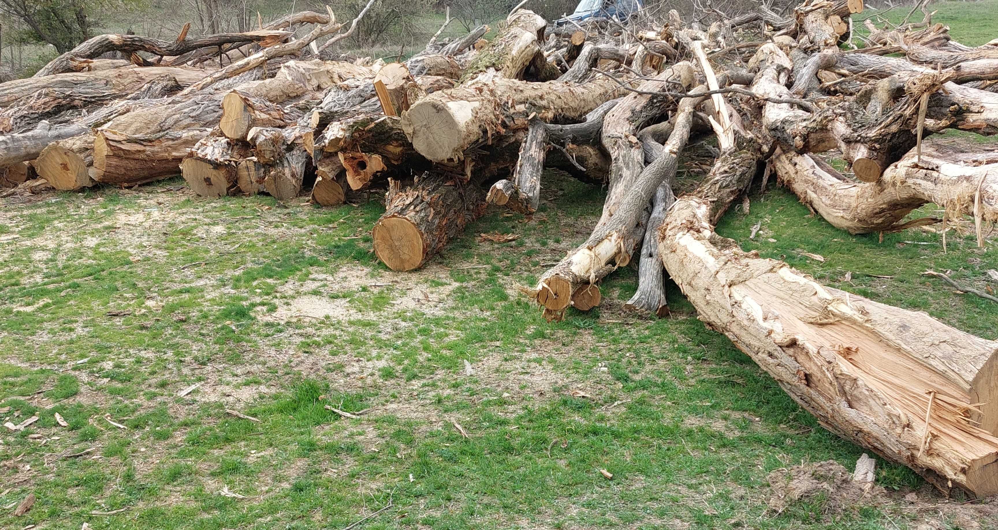 Material lemnos fag,salcam,stejar,carpen
