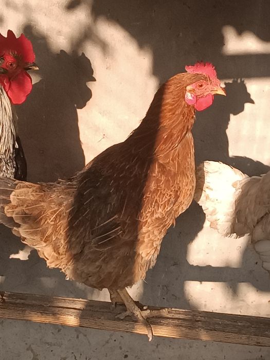 Tovuq sotiladi soyishga