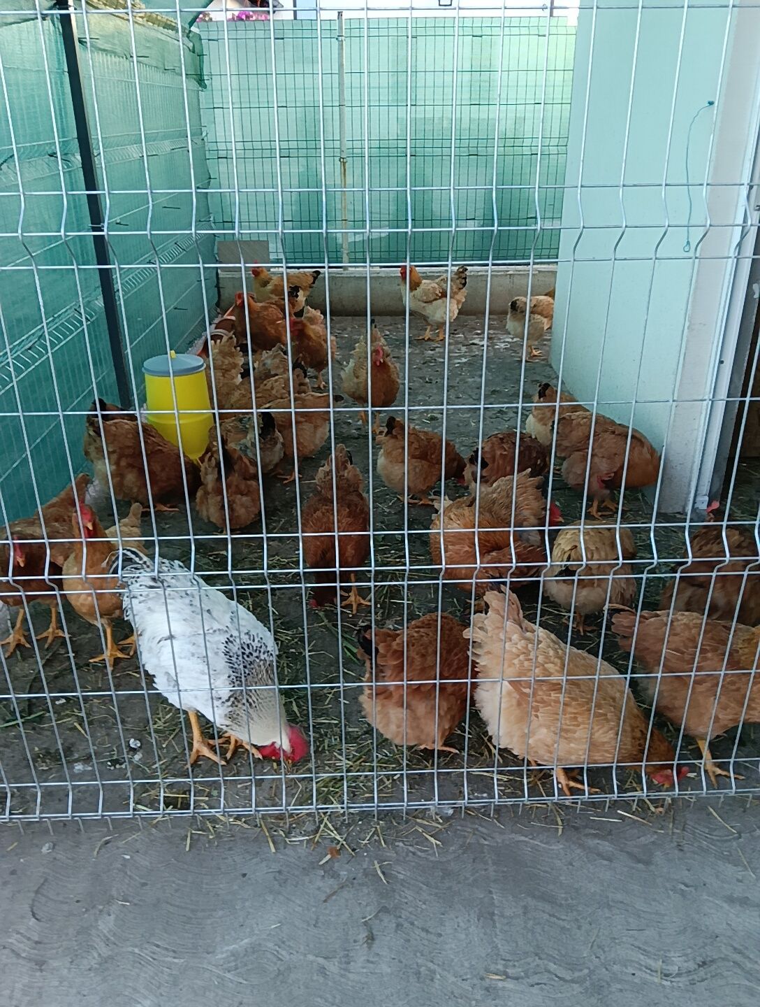 Găini tinere rasă kabir