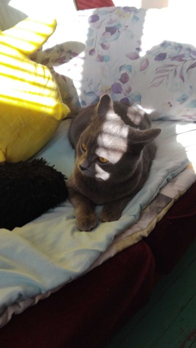 Британски късокосмест котарак