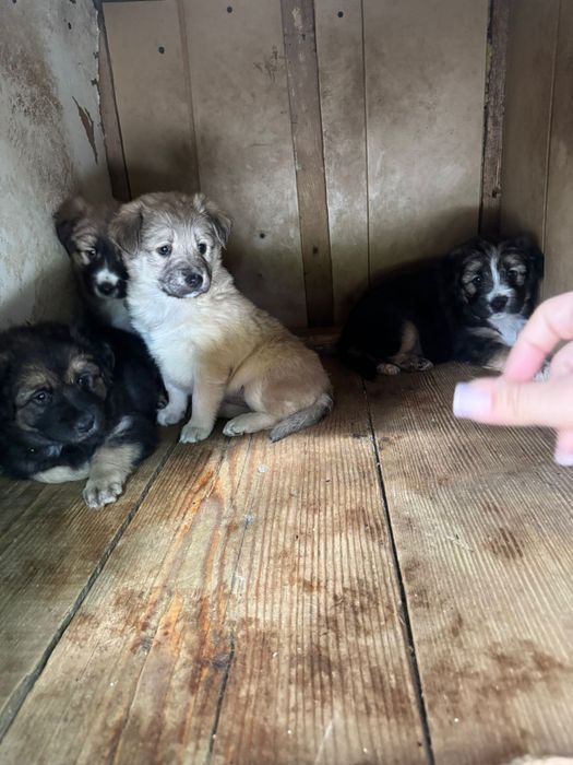 Donez cățeluși talie mica in zona Miroslava