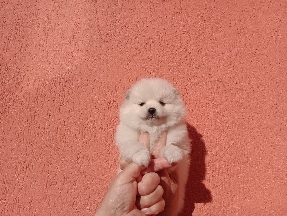 Бели Померани. Мъжки и женски.