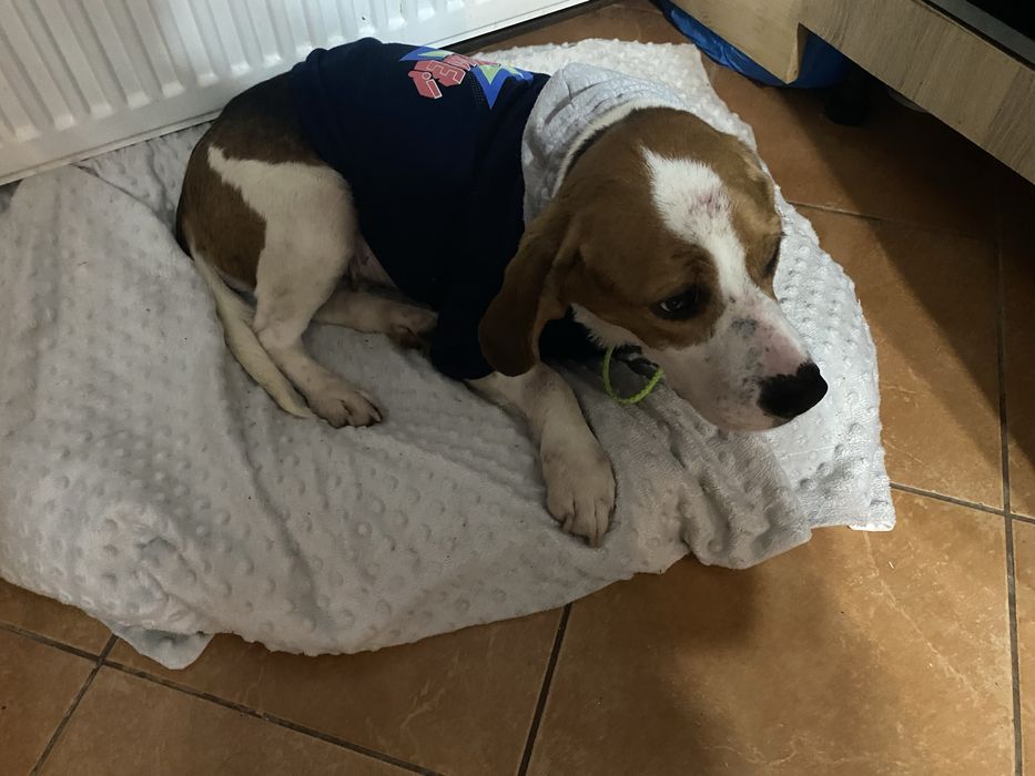 Donație – Beagle tricolor, femelă, 4 ani