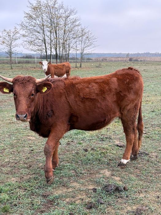 Vitele gestante de vanzare