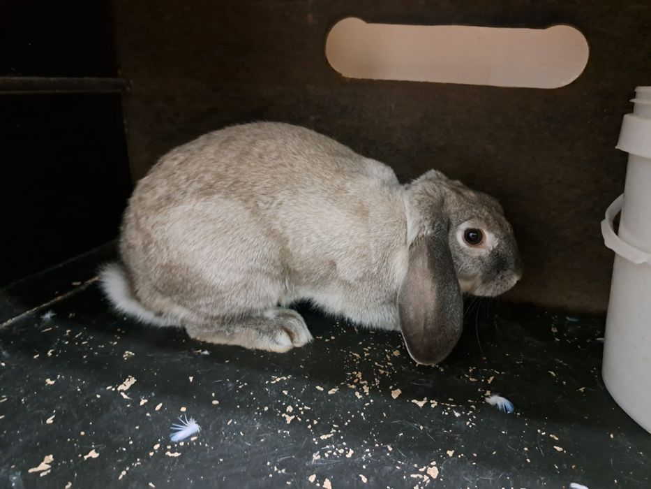 Домашный коян, пародасы "голланд лоп", уйретилген