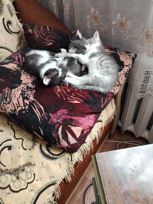 Отдам домашних котят