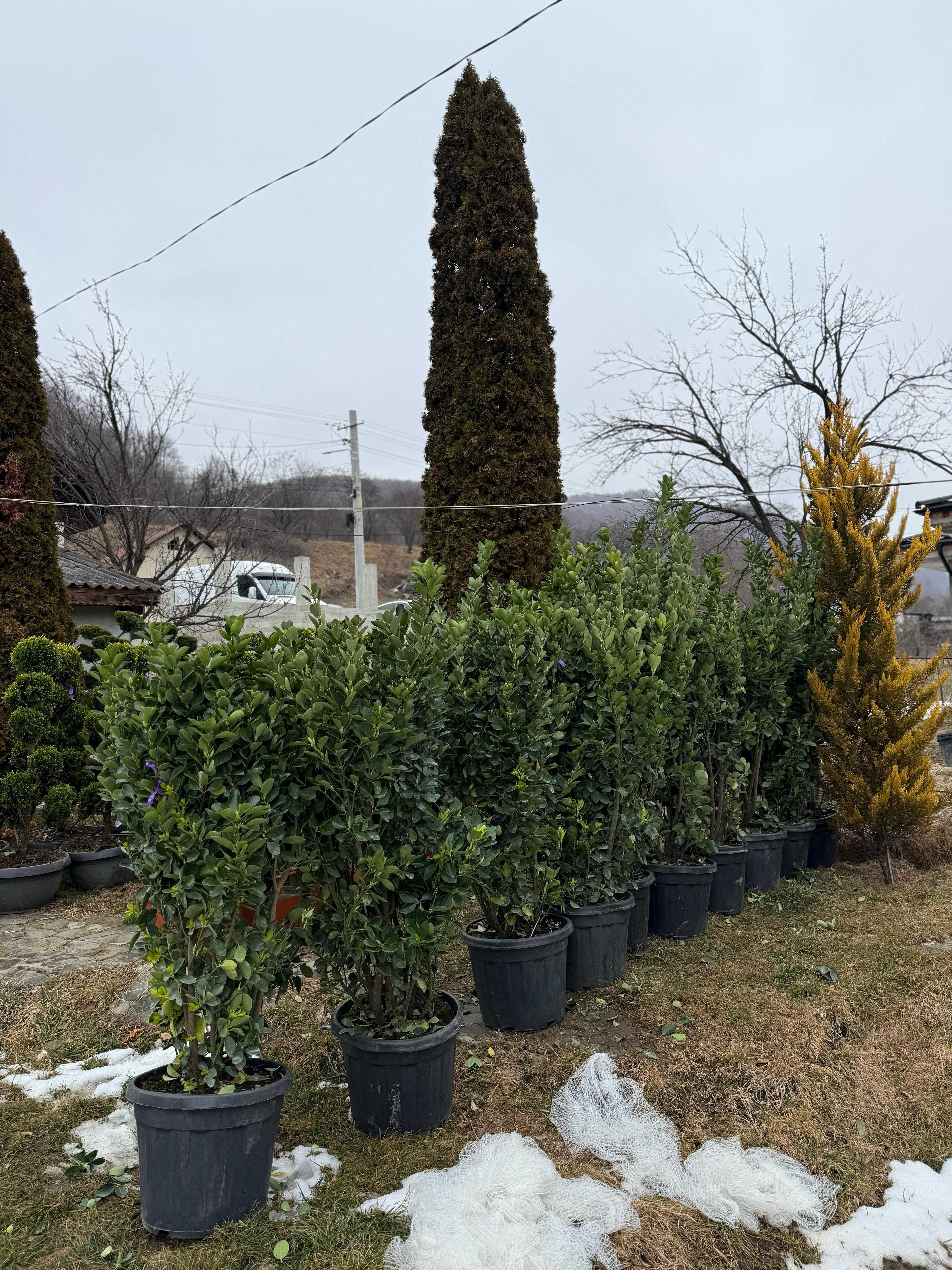 Oferim plante ornamentale superbe, direct din pepinieră!
