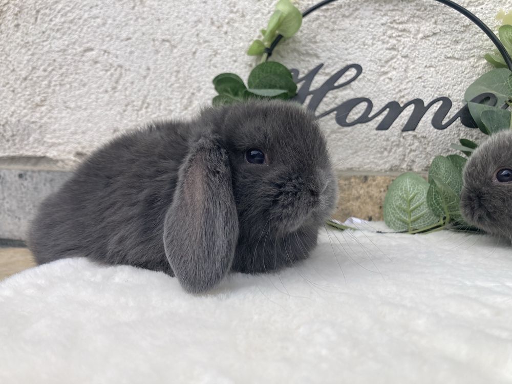 Iepuri pitici de companie berbec pitic/mini lip/holland lop