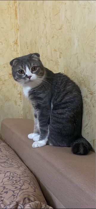 Срочно, Пропал кот!