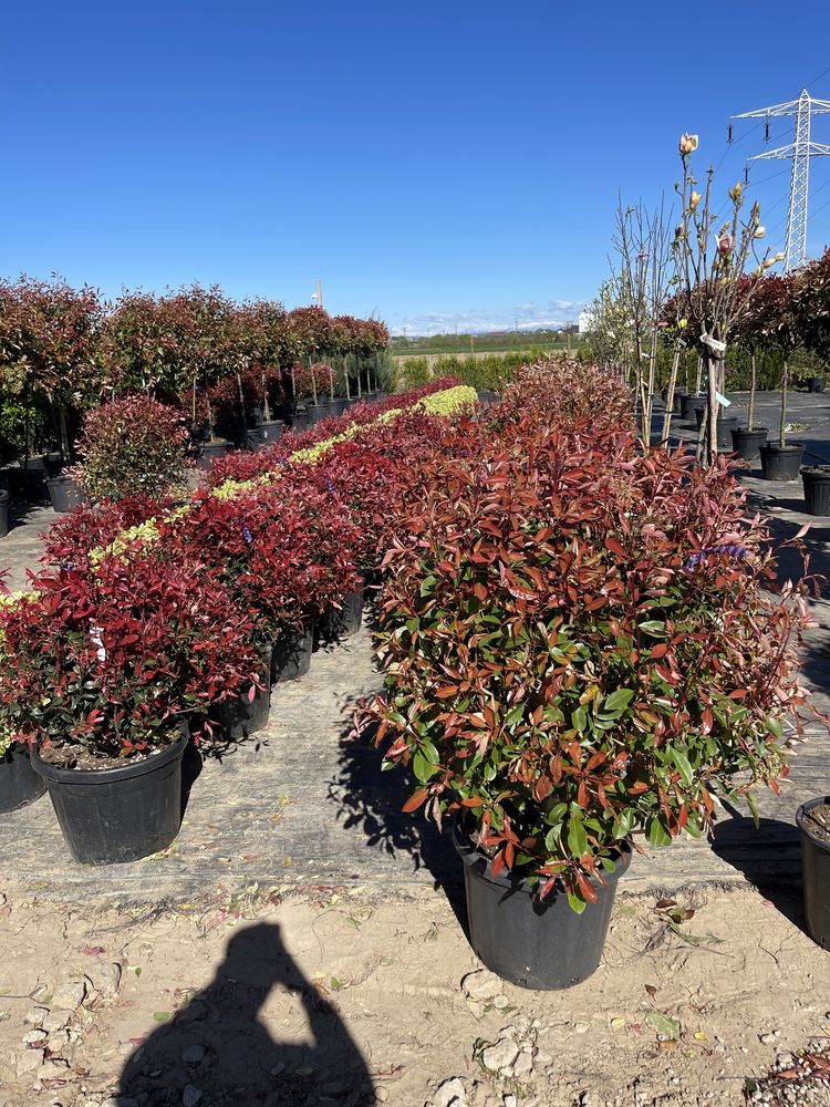 Photinia si alte plante ornamentale