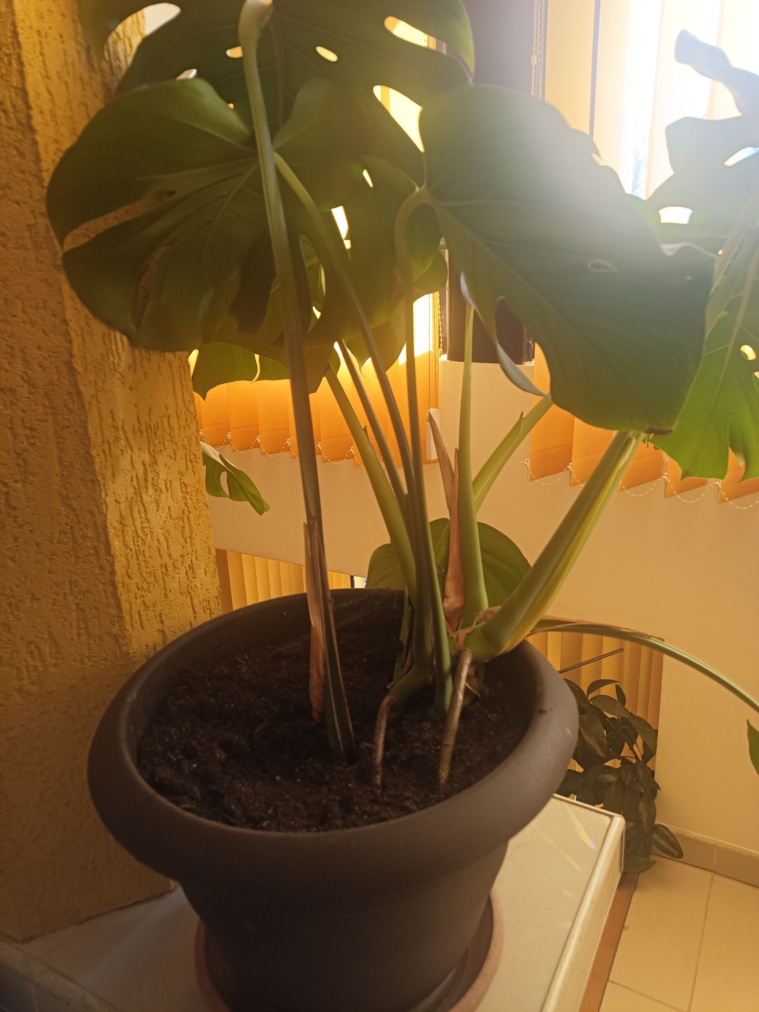 Vand monstera deliciosa