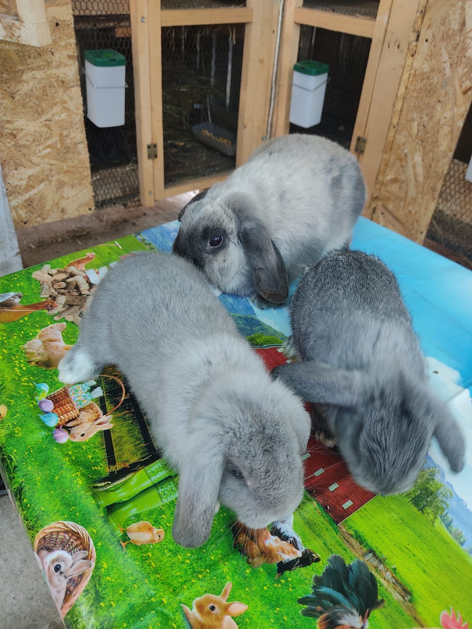 Iepurasi berbec pitic(mini lop)