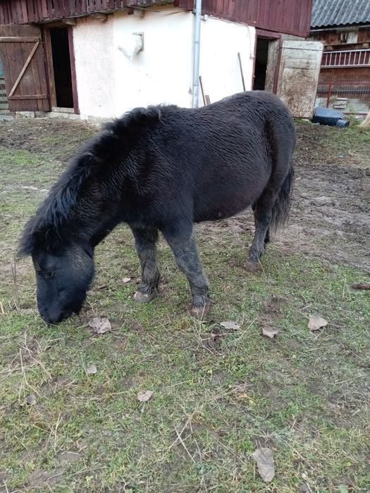 Vând poneiță gestantă