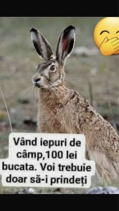 Vand iepuri iepuri