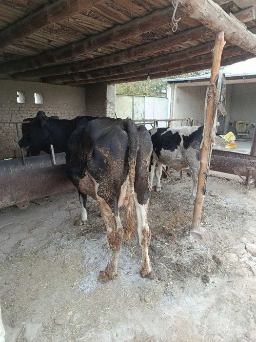 Зотдор Сигир сотилади