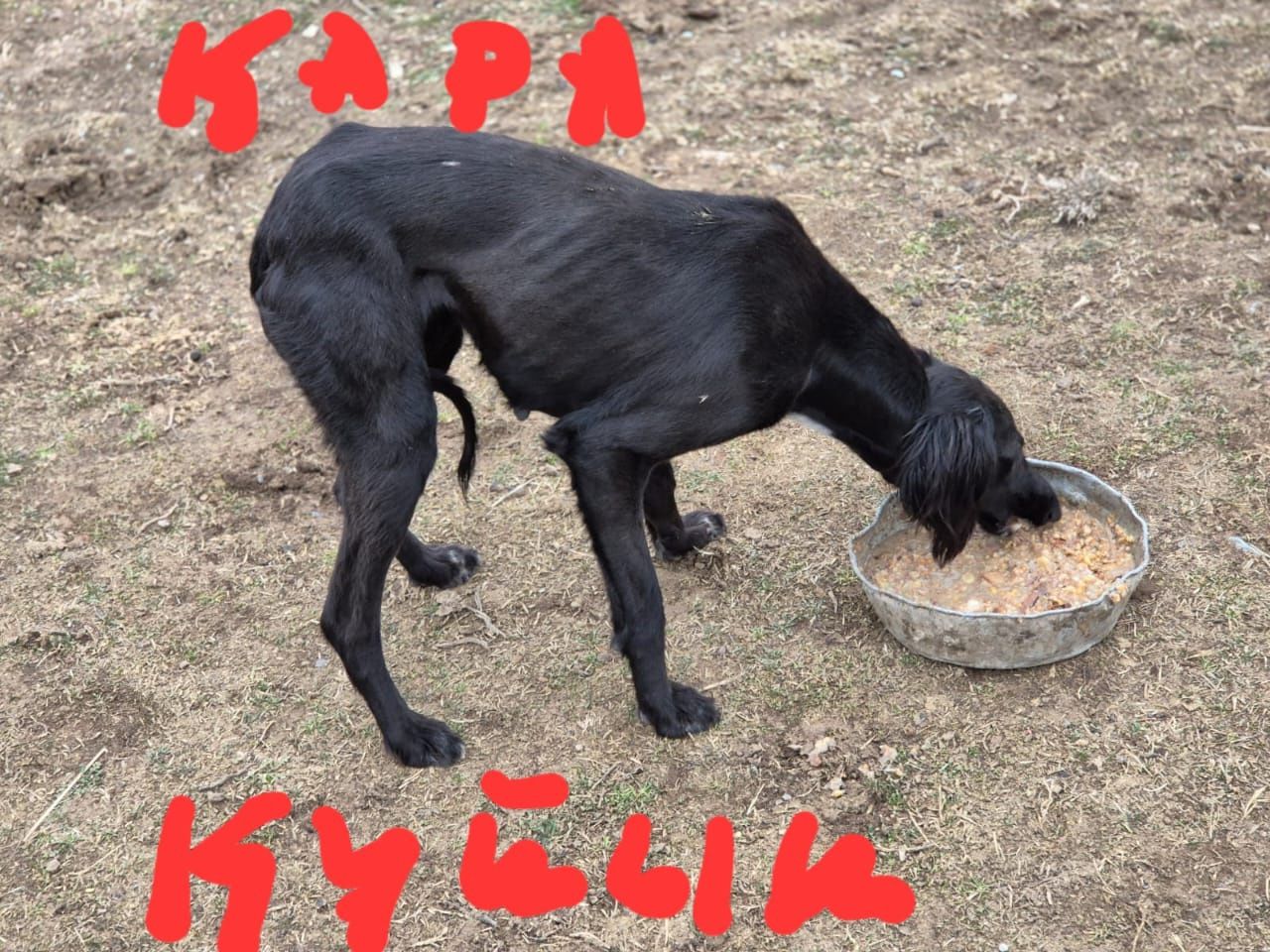 Тазы кушыктер сатылады