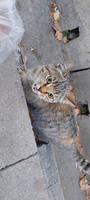 Помогите найти дом двум чудесным котятам