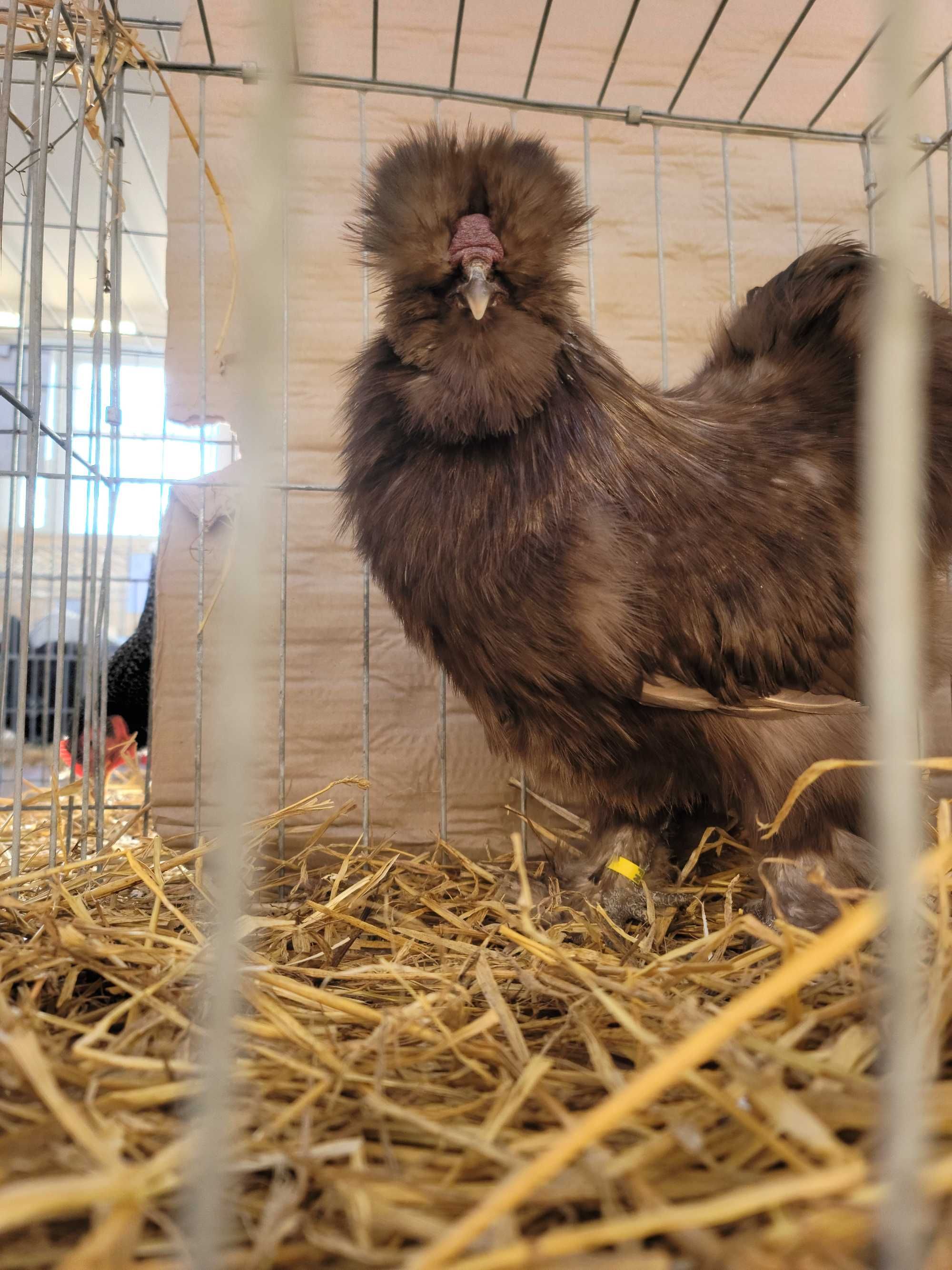 Oua Australorp Brahma Araucana Lakenvelder Mătase Wyandotte La fleche