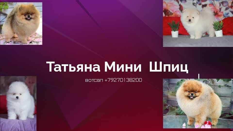 Малыши померанского шпица