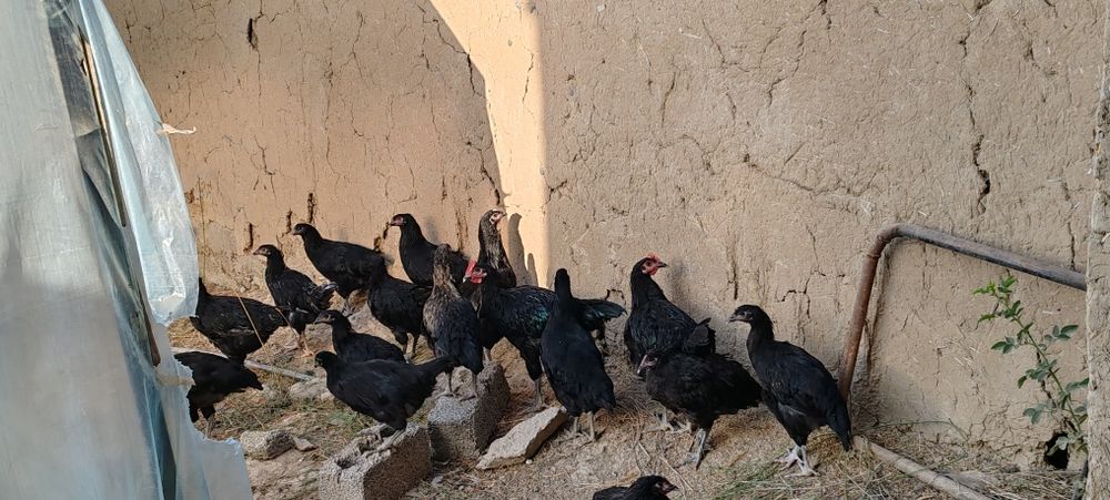 Qora shayxzoda tozasi 8 oyli tovuq xoroz kota kota 110000 min kami bor