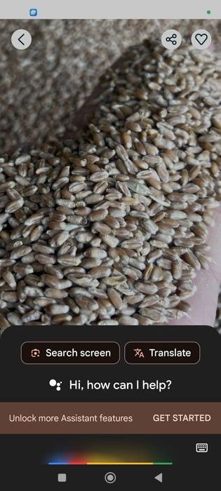 Grâu producție 2025.