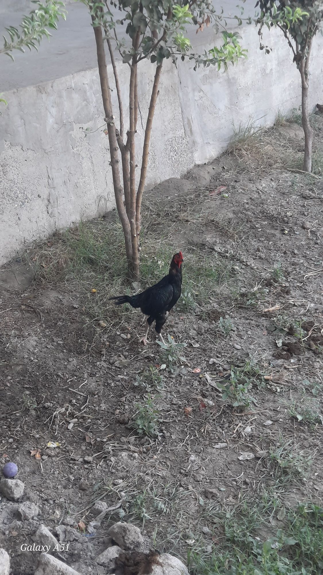 Dakang xuroz tavuq