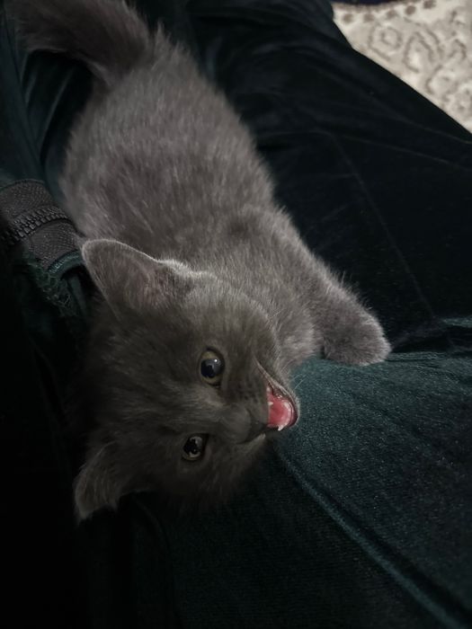 Британский котенок