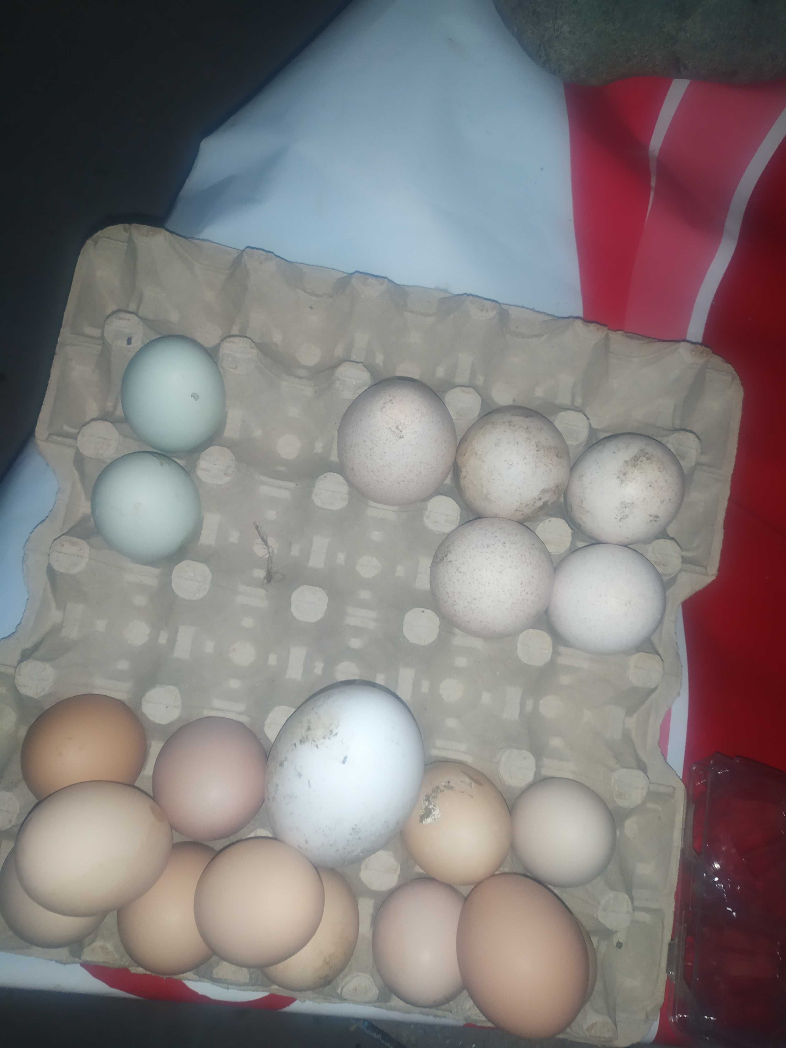 Оплодени яйца от пуйки червени и черни