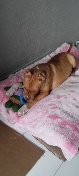 питбультерьер почти 4 мецяца