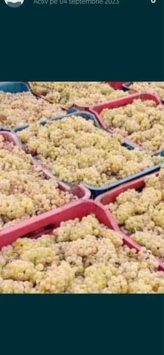 Vand struguri de vin