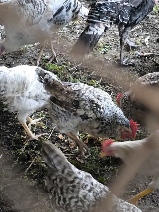 Продам курей и петуха