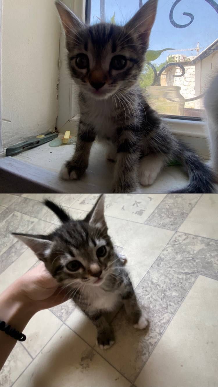 Ищут дом 5 чудесных котят