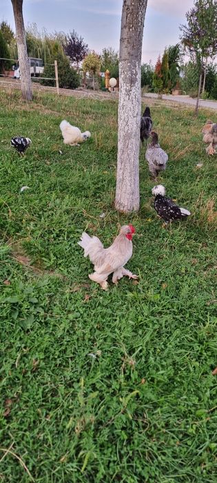 Cocosi de vanzare mii de flori si austrolop