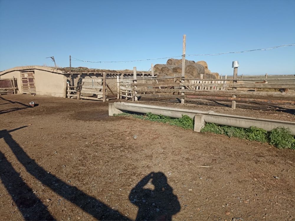 Мал өсіруге арналған Қора, шаппалық жоңышқа, жәйлім жер, үй,