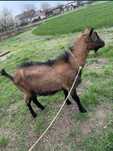 Țap Alpin Francez șut genetic
