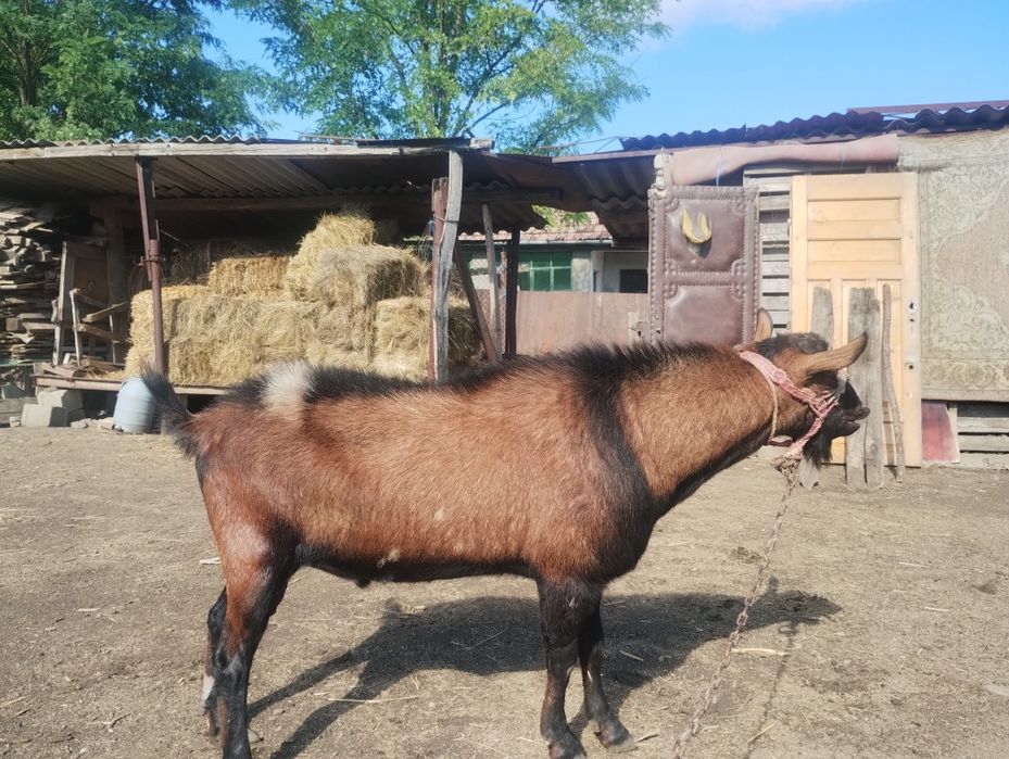 Vând/ schimb țap alpin