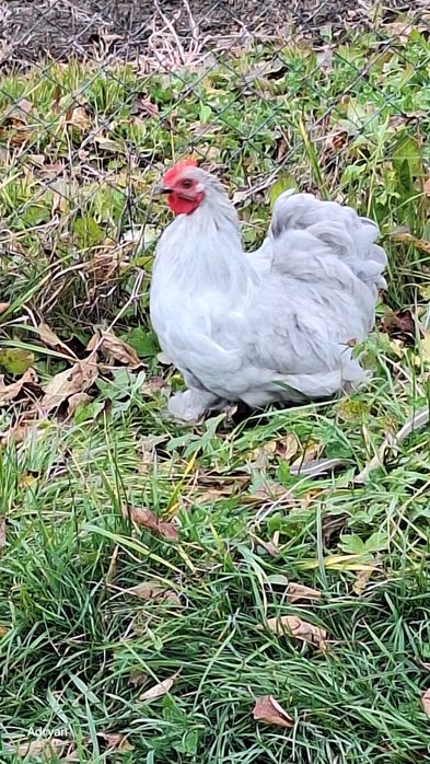 Vand cocosi diferite rase