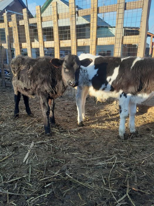 Продам 2 телят не по отдельности(бычки)Чернопестрой породы