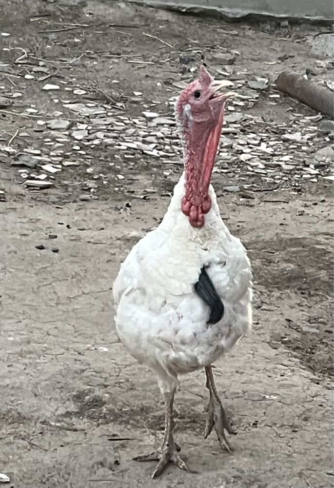 Күрке тауық қоразы