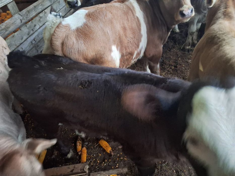 Vand vitei și vitele