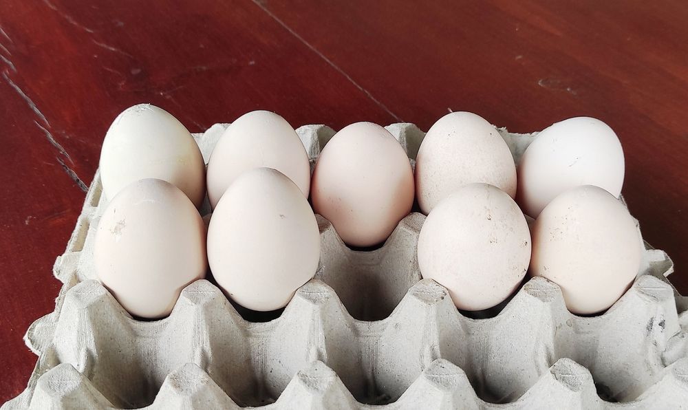 Vând 9 ouă de păun