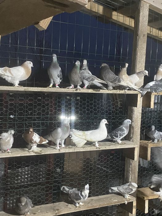 Vand diferite rase de porumbei