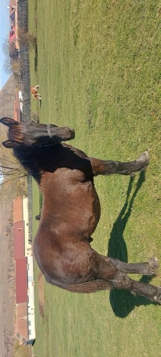 Vând mânz (armasar)