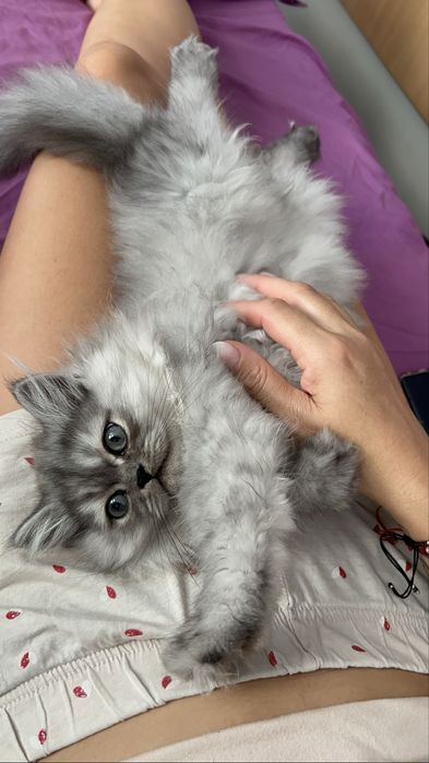 Baiat British Longhair