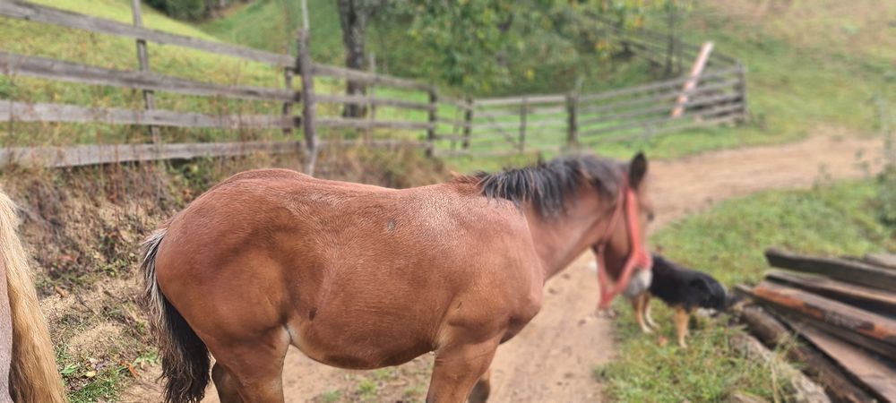 Vând mânz din cai semigrei