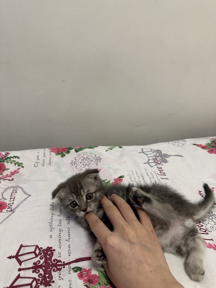 Продаёться кошка