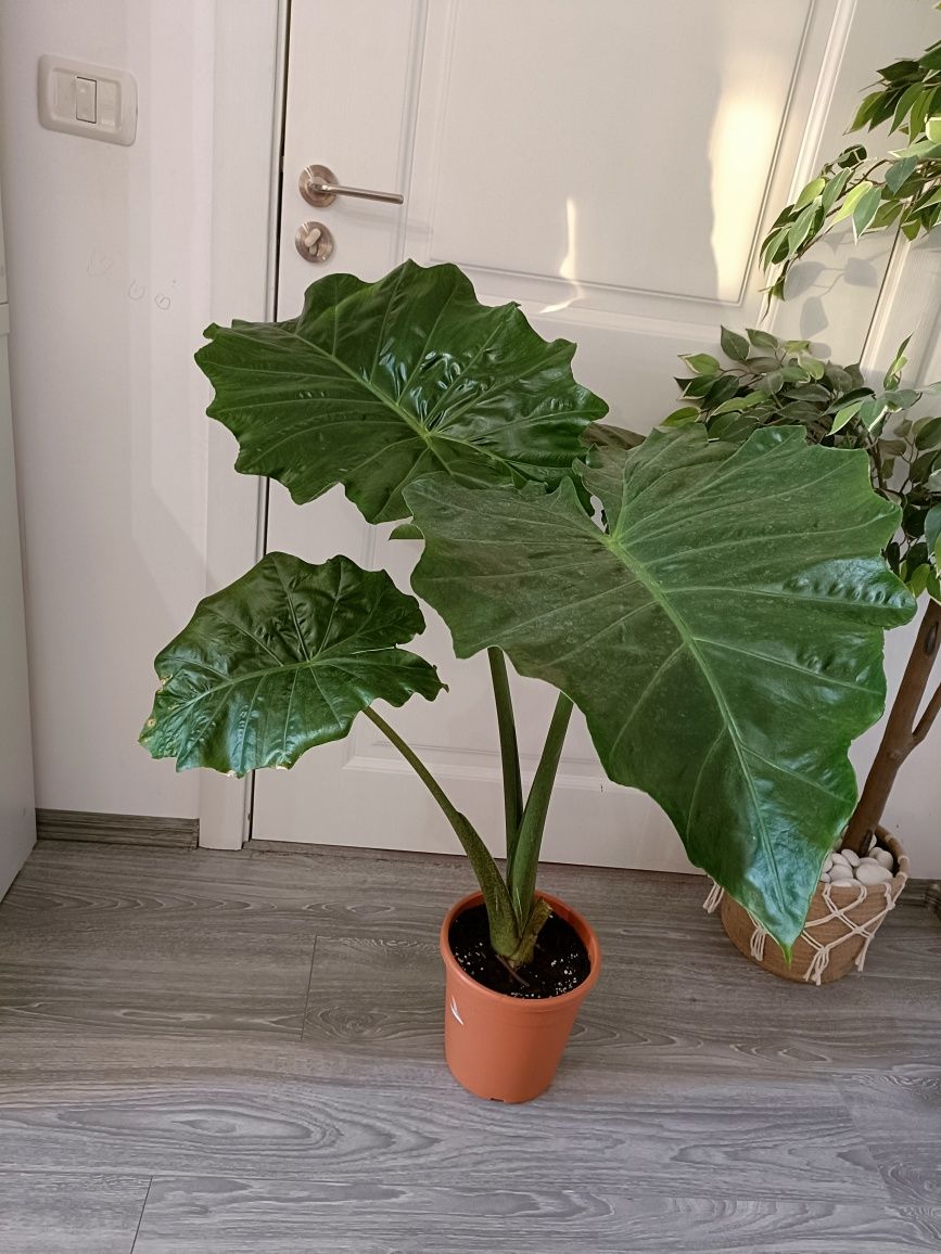 Alocasia Portodora 1m, Plante verzi