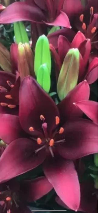 Bulbi de ftin 5 lei buc