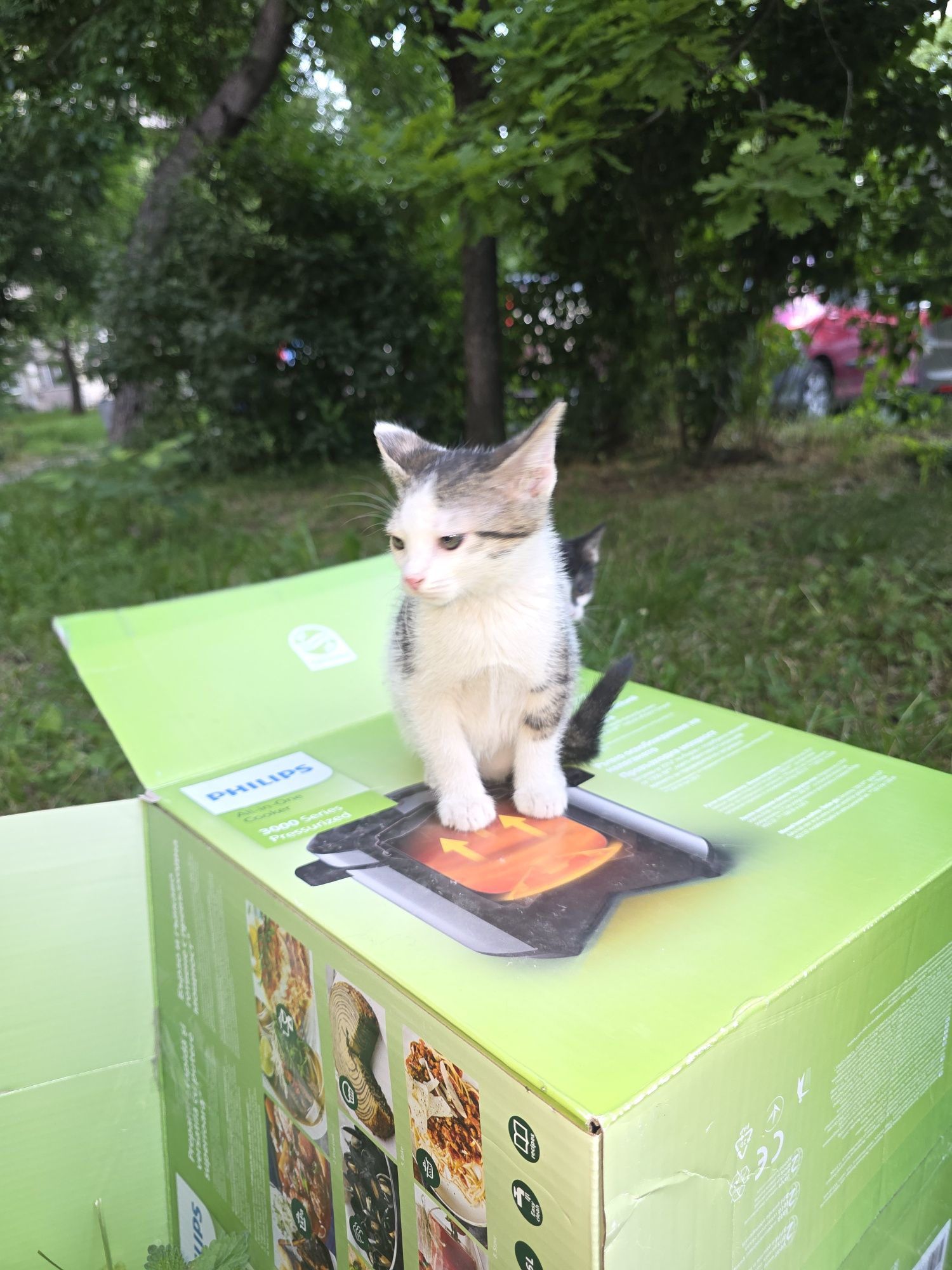 Мъжко котенце на 2 месеца