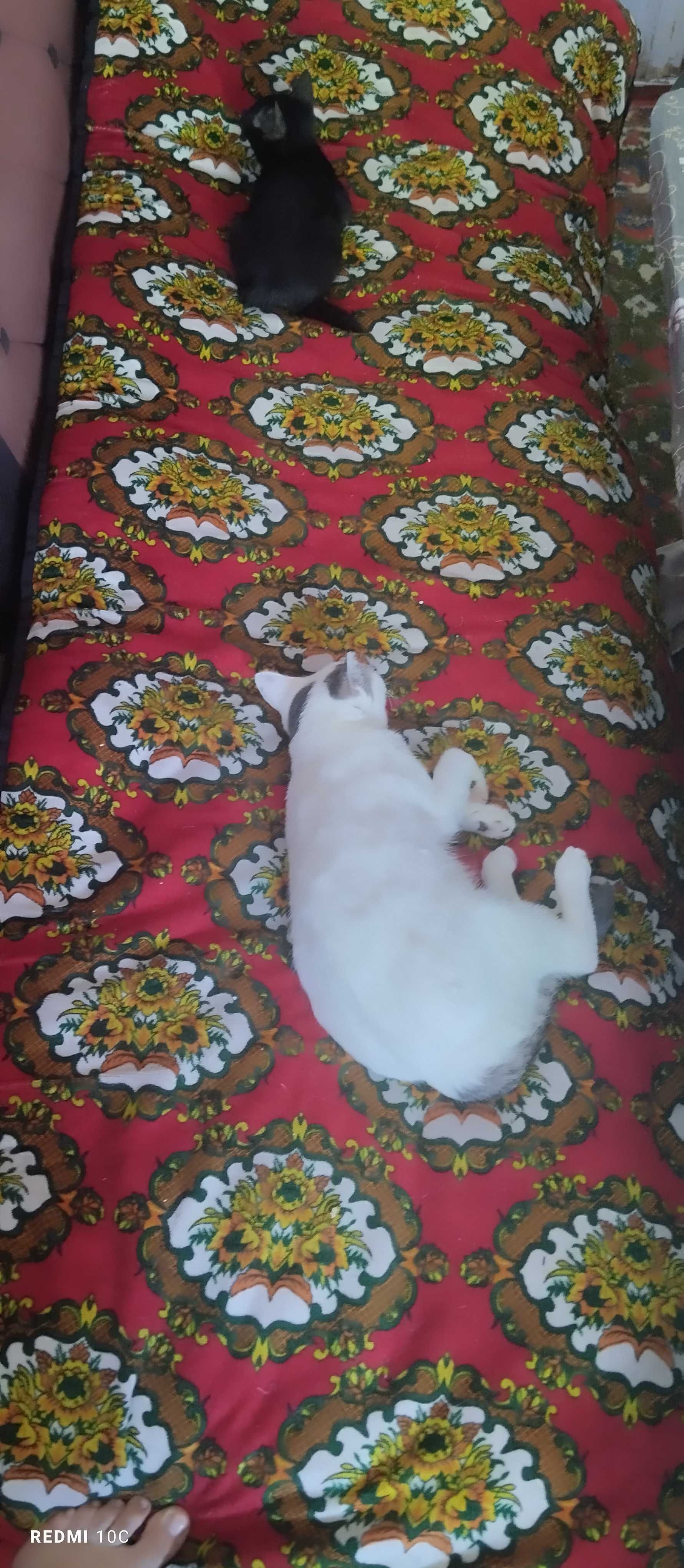 Мушуклар хадияга